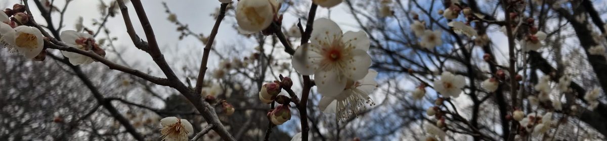 JE1SGH IPv6 Priority BLOG