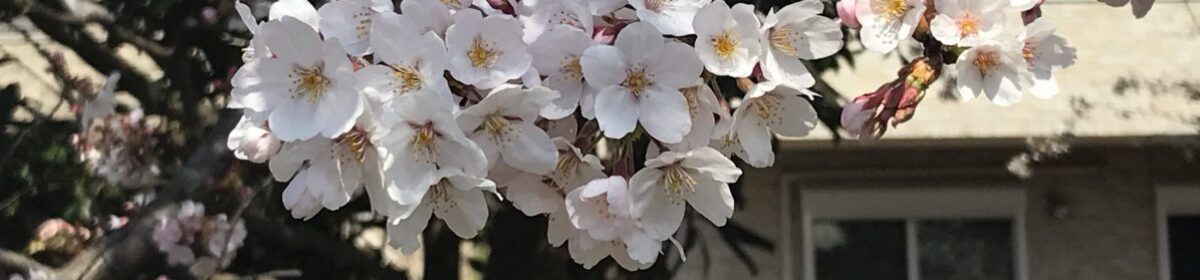 JE1SGH IPv6 Priority BLOG